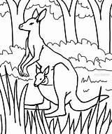 Kangaroo Coloring Pages Kids Printable Cool2bkids sketch template