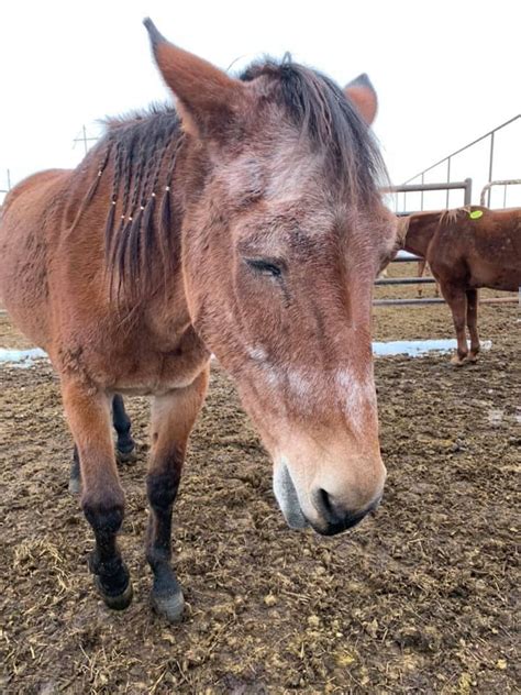 story  braids    mule  narrowly escaped  slaughtered pet rescue report