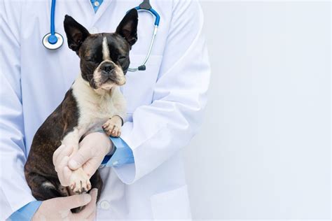 request  information  animal  veterinary science solutions