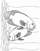 Fish Coloring Pages Printable Kids Aquarium Tropical Color Sheet Oscar Oscars Realistic Colouring Sheets Couple Print Toddler Template Getcolorings Getdrawings sketch template