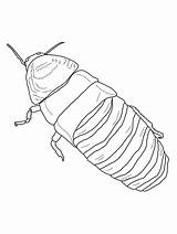 Cucaracha Madagascar Hissing Cockroach Gigante Clipground sketch template