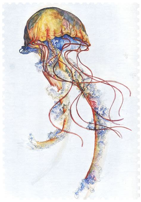 jellyfish cool wallpapers art watercolor fish drawings