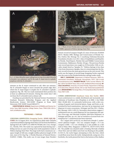 Pdf Chelydra Serpentina Snapping Turtle State Size Record