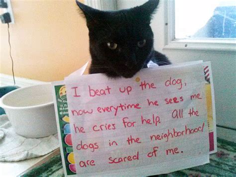 20 Asshole Cats Being Shamed For Their Crimes Bored Panda