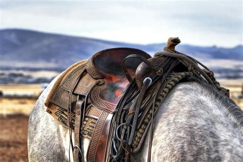 brown  black leather horse saddle  white  gray animal  stock photo