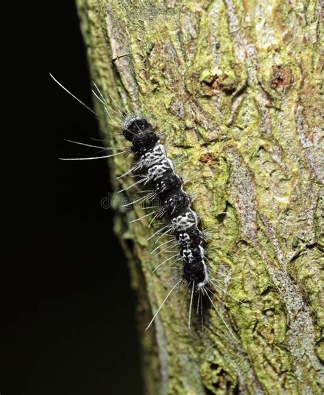 Macro Photo Of Black And White Hairy Caterpillar On Trunk Of Tree Stock