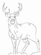 Deer Coloring Pages Tail Tailed Printable Adult Whitetail Color Print Head Drawing Real Realistic Template Draw Drawings Hunting Clip Deers sketch template