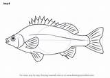 Perch Fishes Mojarra Dibujar sketch template