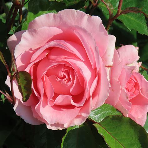 rose the princess bella 5l potted harkness roses