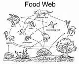 Food Web Coloring Pages Chains Chain Kids Printable Webs Preschool Children Worksheets Simple Worksheet Coloringpagesfortoddlers Rainforest Animal Activity sketch template
