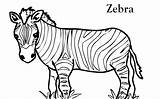 Zebra Coloring Mewarnai Anak Paud Zebras Clipartbest Berbagai Macam Clipground Aneka Temukan Bisa sketch template