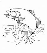 Chinook Coloring Pages Getcolorings Timely Salmon sketch template