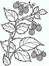 Coloring Pages Raspberries Berries Kids Recommended Color sketch template