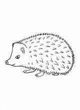 Hedgehog Coloring Pages Porcupine Printable Kids Sheets Porcupines Animal Baby Coloring4free A4 2021 Colour Animals Color Print Line Size Coloringbay sketch template