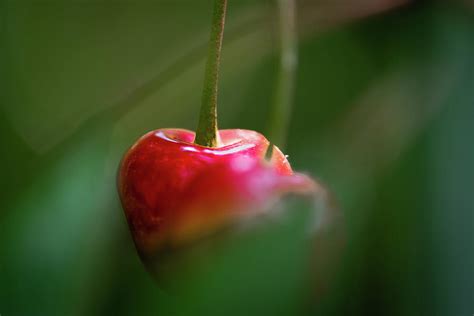 red cherry photograph  domaxph fine art america