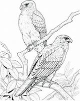 Coloring Falcon Pages Bird Paradise Wild Peregrine Marvel Getcolorings Printable Getdrawings Color Colorings Col sketch template