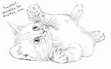 Drawing Kitten Step Cat Cute Cats Sketch Easy Animals Domestic Pencil Draw Kittens Rat Drawings Sketches Scary Getdrawings sketch template