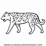 Leopardo Colorare sketch template