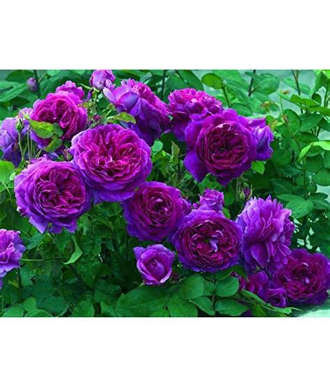 buy  seeds purple climbing rose seeds climber purple perennials