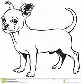 Clipart Chihuahua Chihuahuas Clip Color Pencil Webstockreview Clipground sketch template