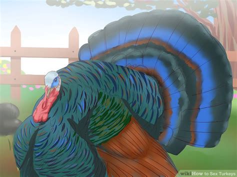 How To Sex Turkeys 14 Steps With Pictures Wikihow
