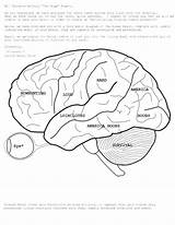 Brain Coloring Anatomy Human Pages Printable Drawing Physiology Book Spinal Pdf Diagram Eyes Cord Eye Colouring Kids Print Template Simple sketch template