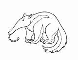 Oso Hormiguero Aardvark Colorir Colorare Coloringcrew Acolore sketch template