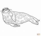 Weddell Foca Zeehond Sketch Ausmalbild Seals Harbor sketch template