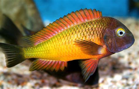 tropheus moorii ilangi tropical fish keeping