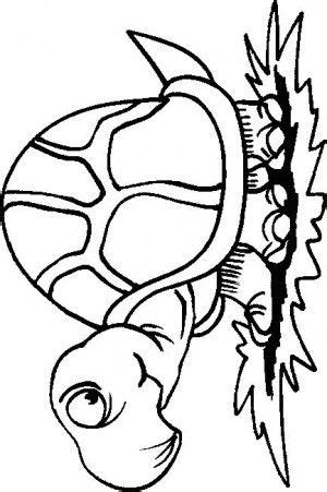 animals turtles coloring pages  coloring pages  printable