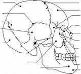 Skull Bones Printable Diagram Lateral Blank Unlabeled Worksheet Figure Human Framework Printablee sketch template