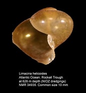 Afbeeldingsresultaten voor "limacina Helicoides". Grootte: 171 x 185. Bron: pelagics.myspecies.info