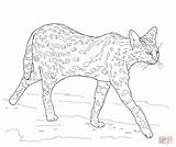 Serval Coloring Pages Drawing Printable sketch template