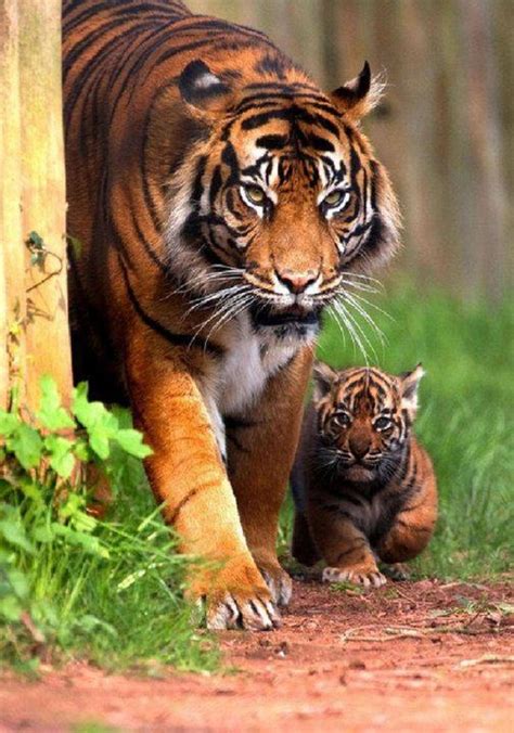 tiger  cub  pictures