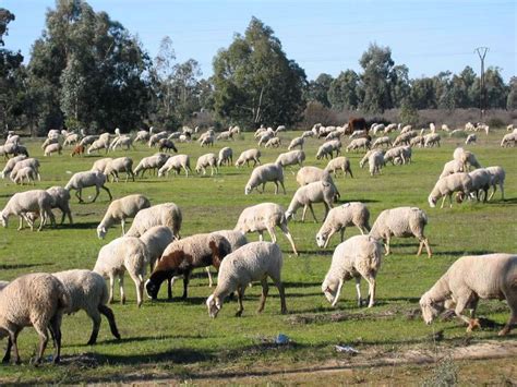 ovejas invaden el mundo actualizado taringa