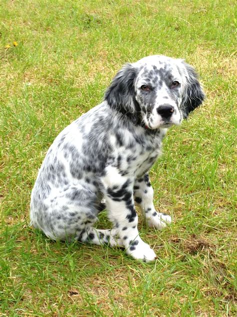 llewellin setters puppies llewellin setter puppies catching  zs   gizmos