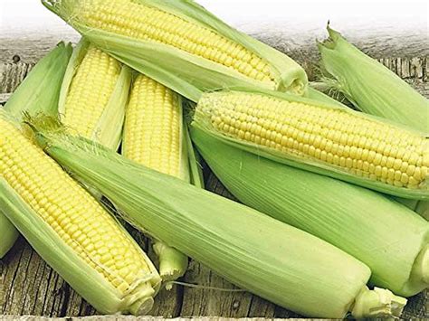 golden midget corn information how to grow sweet midget