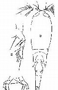 Afbeeldingsresultaten voor "corycaeus Lautus". Grootte: 100 x 185. Bron: copepodes.obs-banyuls.fr