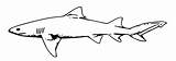Shark Line Lemon sketch template
