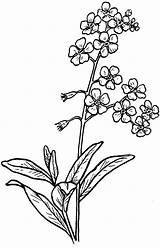 Forget Flower Drawing Coloring Larkspur Flowers Line Drawings Tattoo Pages Clipart Myosotis Tattoos Sketch Google Vergissmeinnicht Nots Transparent Wilted Minimalist sketch template