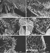 Afbeeldingsresultaten voor "nematoscelis Microps". Grootte: 176 x 185. Bron: www.researchgate.net