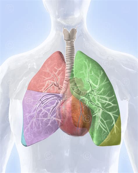 lungenlappen medizinische illustration und grafik