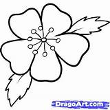 Cherry Blossom Drawing Flower Easy Blossoms Draw Simple Step Japanese Drawings Tree Sakura Chinese Flores Flowers Patterns Para Clipart Lotus sketch template