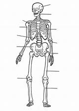 Coloring Body Human Pages Anatomy Skeleton Kids Lichaam Printable Fun Kleurplaat Book Geraamte Muscle Het Menselijk Color Muscles Skelet Worksheet sketch template