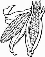 Corn Coloring Cob Ear Pages Printable Kids Drawing Template Indian Getcolorings Getdrawings Fall Color Food sketch template