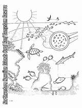 Ecosystem Habitats Islands Hawaiian Biome Habitat Ecosystems Pacific Forest Biomes Tundra sketch template