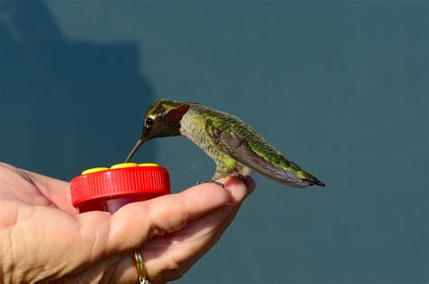 handheld hummingbird feeder brings  living jewel  janice