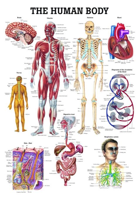 human body chart clinical charts  supplies