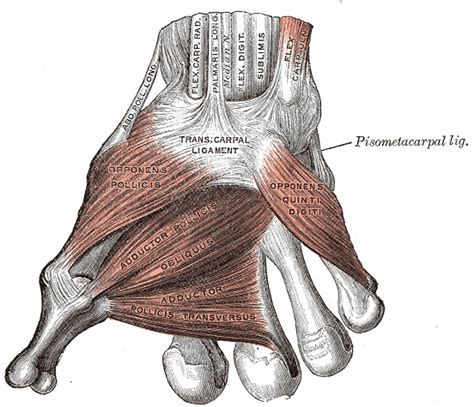 finger anatomy