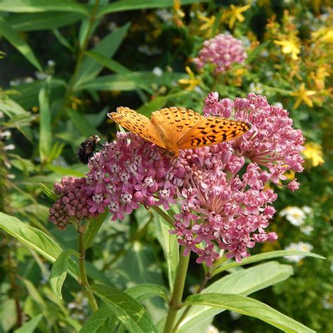 swamp milkweed asclepias incarnata maine native attracts insects  butterflies wild seed